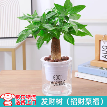 JX 绿有意绿植盆栽多肉花卉盆栽植物室内桌面水培绿植办公室客厅植物懒人 发财树（招财聚福） 带盆带土发货