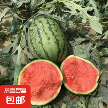 现摘现发 国产手剥薄皮小糖丸西瓜 2-3斤