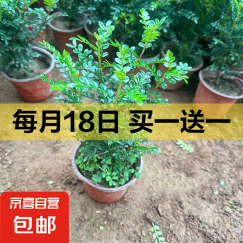 迩英阁 清香木胡椒盆栽  2年清香木一盆（高20cm左右）买一送一